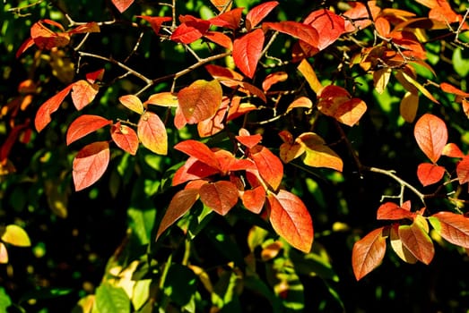 Autumn