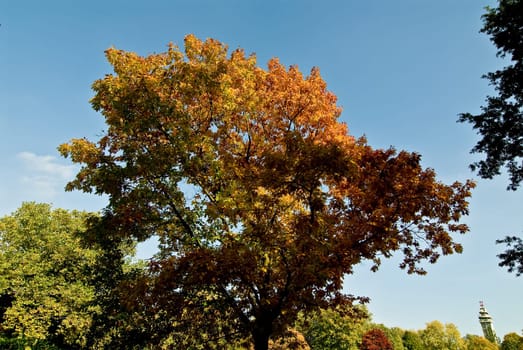 Autumn leaves