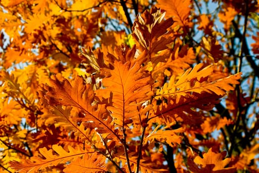 Oak leaves