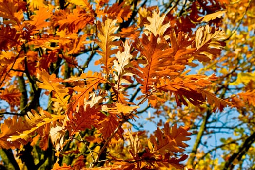 Oak leaves