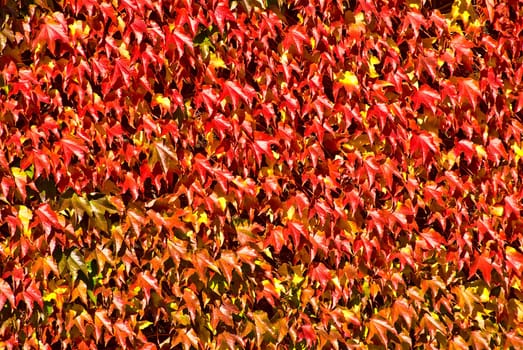 Wild wine