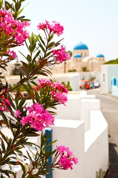Beautiful pink flowers, church in the background. Perissa, Santorini, Greece