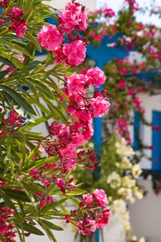 Beautiful detail of pink flowers in Perissa, Santorini, Greece