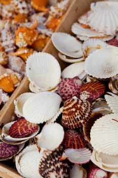Seashell decorations. A close-up of a collection of seashells.
