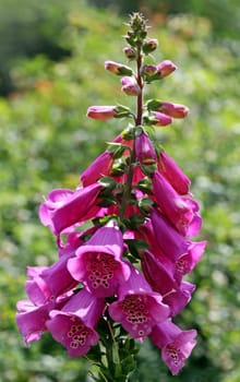 Red foxglove [Digitalis purpurea]