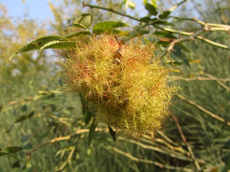 Brood chamber of the rose gall wasp - Diplolepis rosae