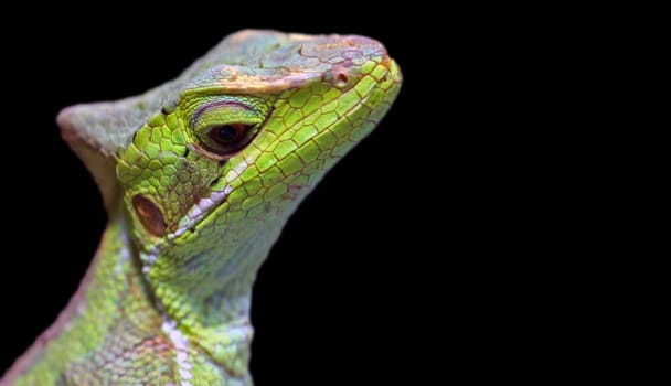 Crown Basilisk