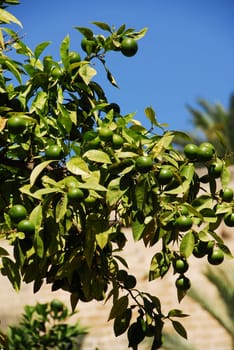 The lime tree