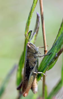 Grasshopper