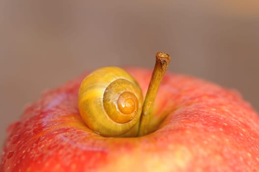 Apple and Snail