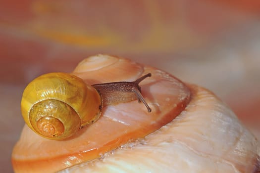 Snail on snail