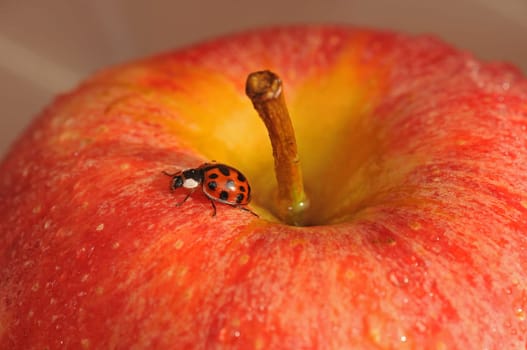 Apple and ladybug