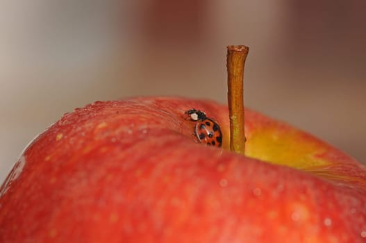 Apple and ladybug