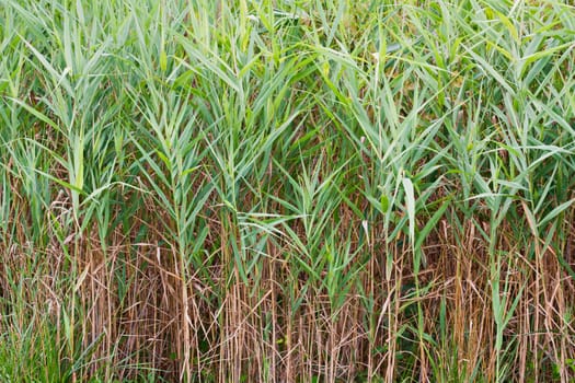 Saltmarsh Cordgrass which is also known as Smooth Cordgrass (Spartina alterniflora)