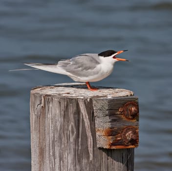 A Forster&#039 s Tern bird sitting on a wood perch with an OOF water background.