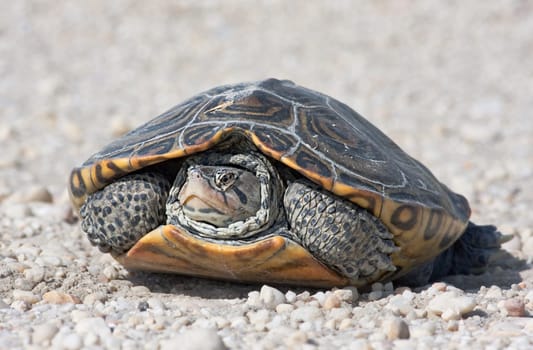 A closeup of a diamondback terrapin