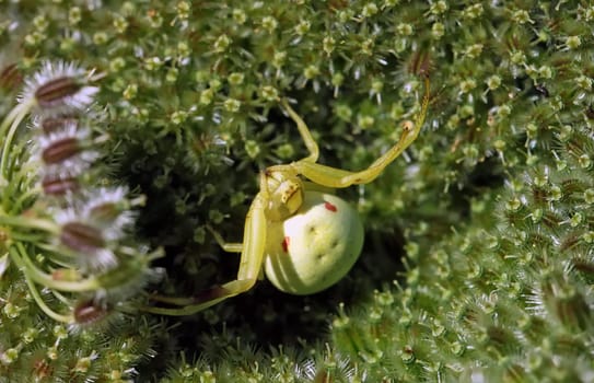 Misumena vatia on carrot blossom