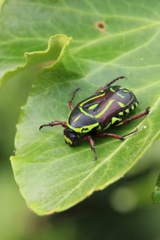 A black and yellow Fiddler beetle (Eupoecila australasiae) on a green leaf