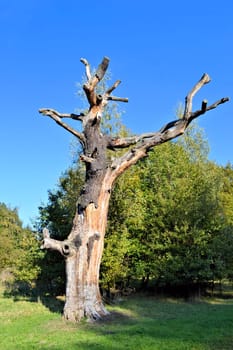 Dead Tree
