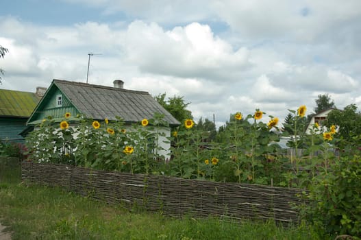 Village house with a sunflowers in a garden