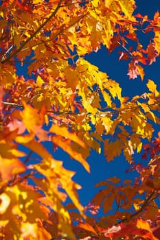 Eastern Sierra mountain range in full autumn colors