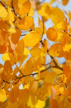 Eastern Sierra mountain range in full autumn colors