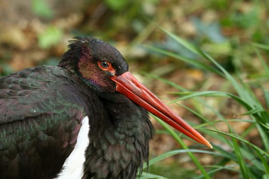 Black StorkPortrait