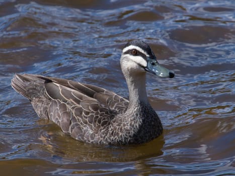 An alert looking duck swimming on a lake