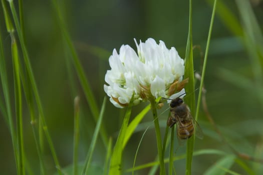 A close up of the flower of a clover which just happened to have a bee land on it.