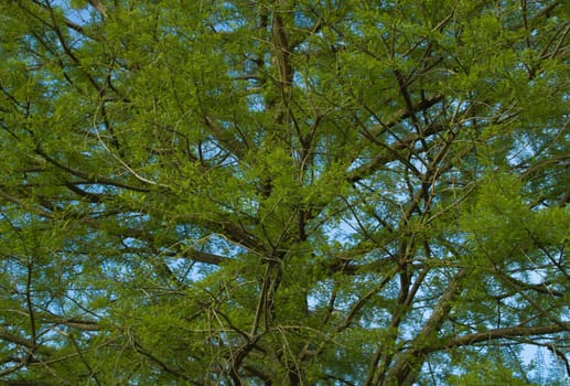 The green foliage and branchs of a tree with blue sky in the background