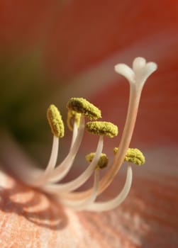 Amaryllis Stamp