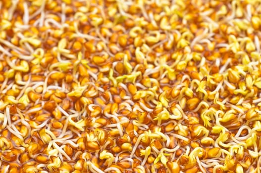 Cress close-up