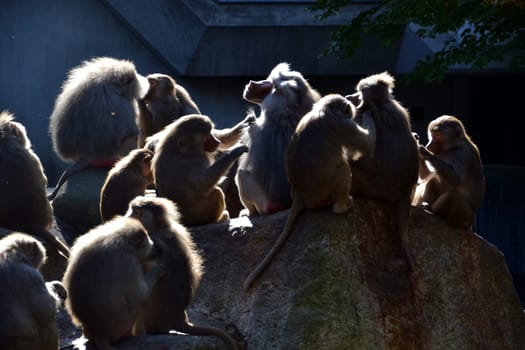 Baboons