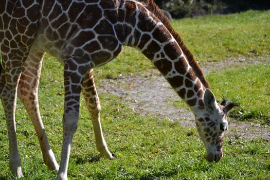 Giraffe