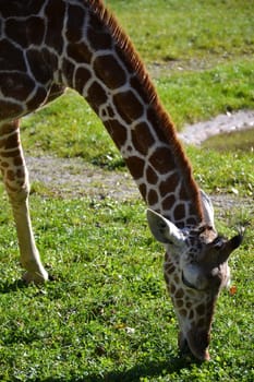 Giraffe