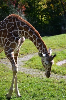 Giraffe