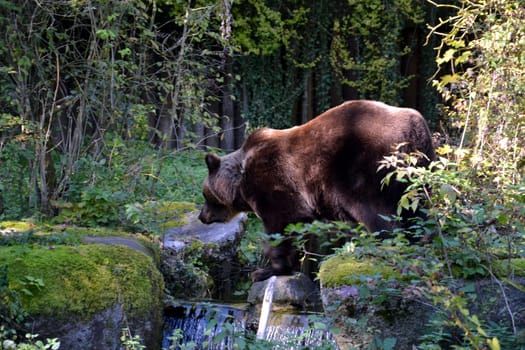 Bear