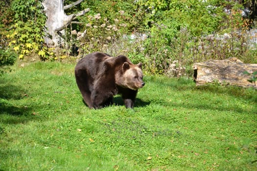Bear
