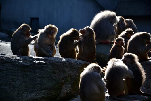 Baboons