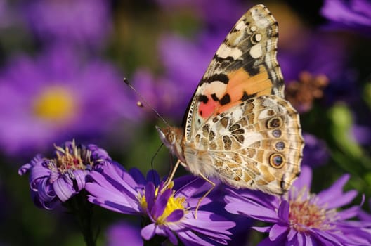 Goldfinch butterfly on autumn aster