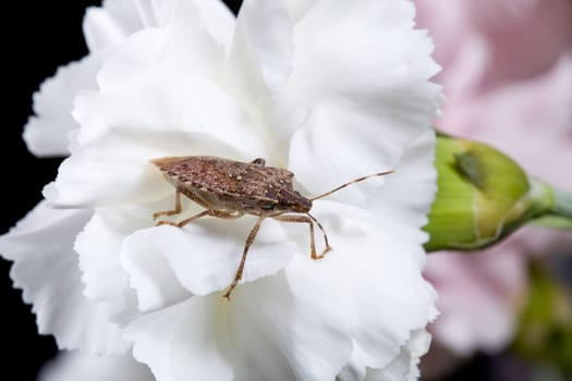 Stink bug or shield marmorated insect landed on a white blossom of spray carnation