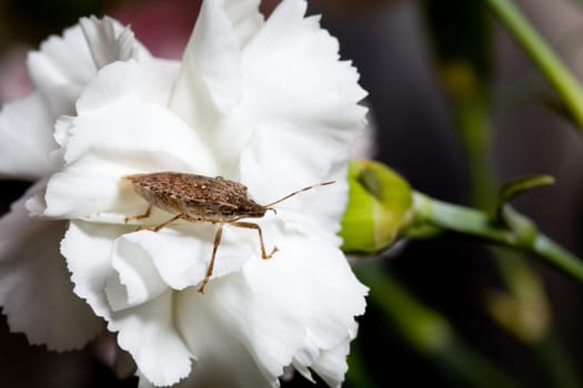 Stink bug or shield marmorated insect landed on a white blossom of spray carnation