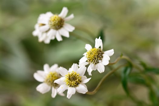 Margarites