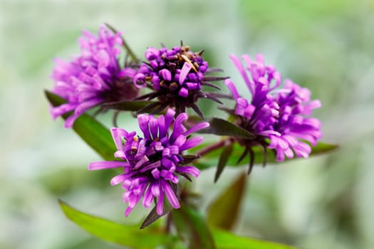 Thyme Flowers