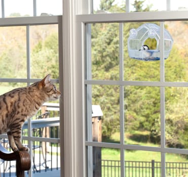Bengal kitten watching chickadee bird on birdfeeder through window from chair