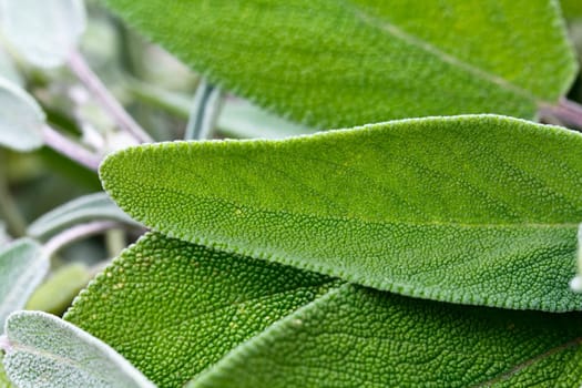 Sage