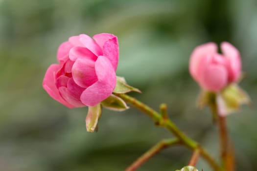 Pink Rose