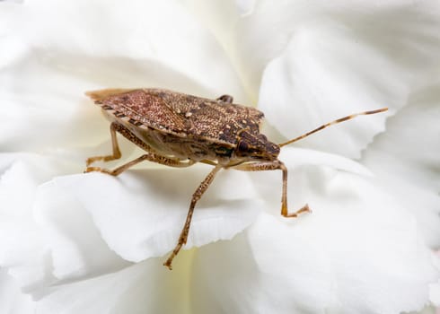 Stink bug or shield marmorated insect landed on a white blossom of spray carnation