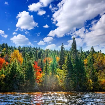Forest of colorful autumn trees on sparkling lake