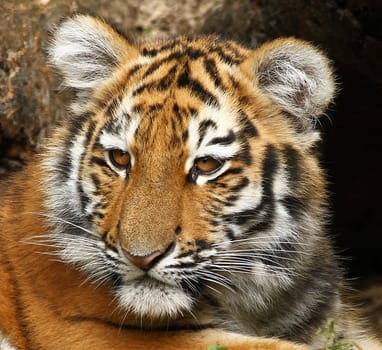 TigerPortrait